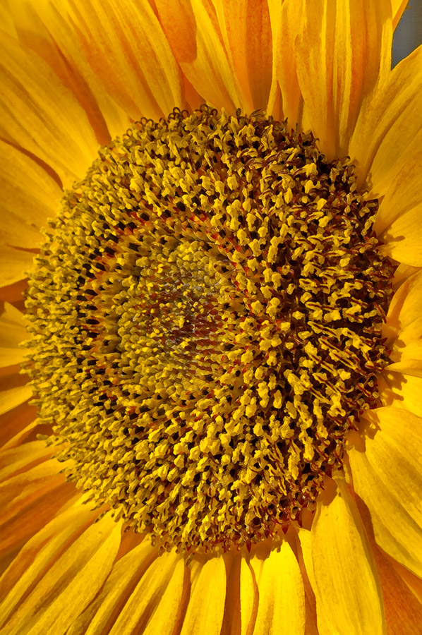 sunflower_Lemmermann